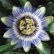 passionflower.jpg